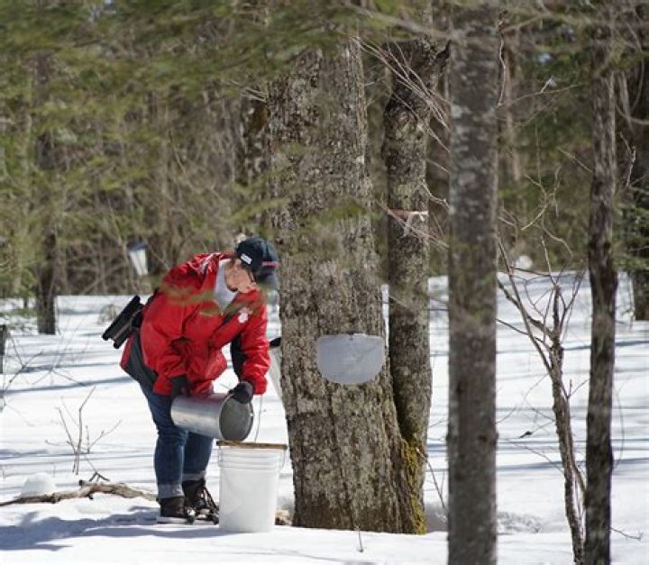 Where are hard maple trees harvested?