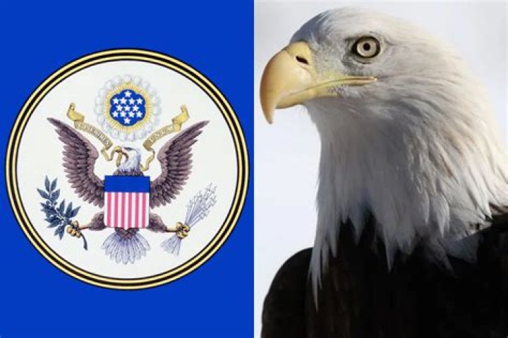 Where is the bald eagle symbol found?