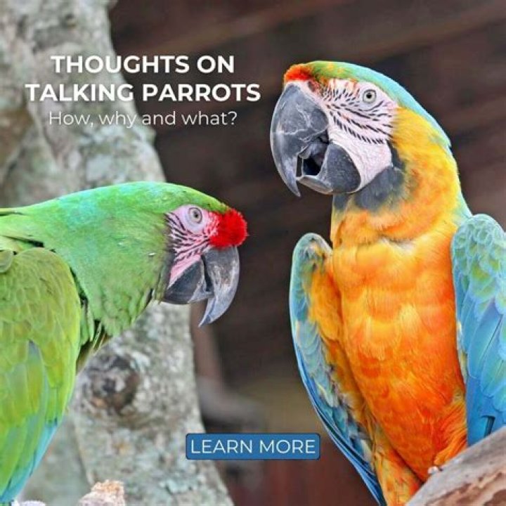 Why do parrots stay on one leg?