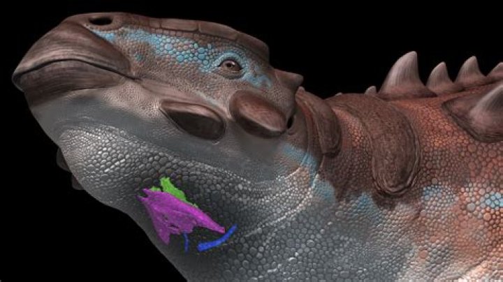 Why is it called a gumshoe?