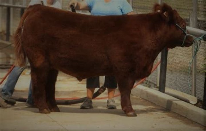 Will take your steer meaning?